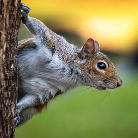 Portrait of a squirrel during a golden hour sunset by Jan Hermsen