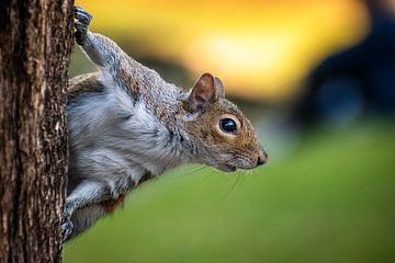 Portrait of a squirrel during a golden hour sunset by Jan Hermsen