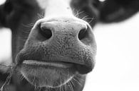Typisch Nederlandse koe van Rob van Dam thumbnail