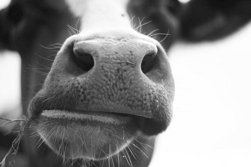 Typisch Nederlandse koe