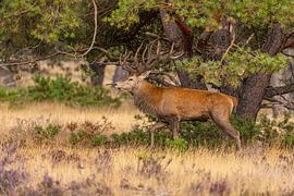 Red deer on the Hoge Veluwe, Netherlands