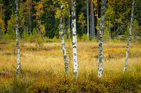 The white birch in the middle