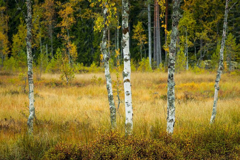 The white birch in the middle by Ate de Vries