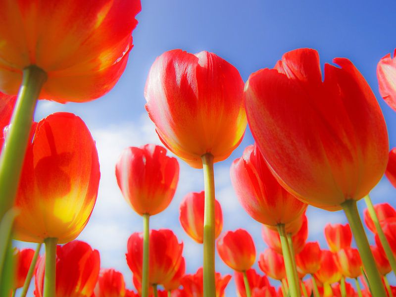 Rode tulpen von Dirk van Egmond