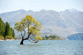 "That Wanaka Tree" by Richard Wareham