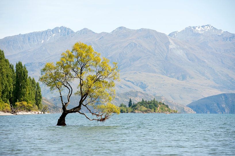 "That Wanaka Tree" van Richard Wareham