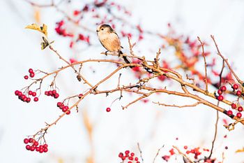 Long-tailed tit in the hawthorn