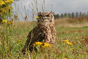 Hibou grand-duc sur Antwan Janssen