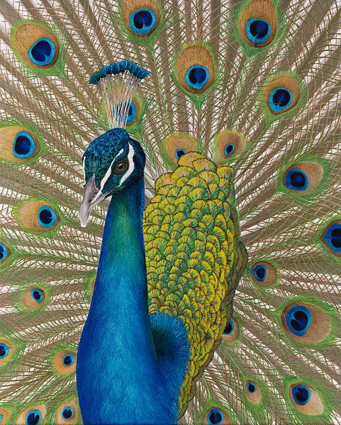 Peacock par Russell Hinckley