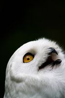 Schneeeule mit offenem Mund