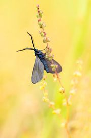 Bright Finder by Suusies Kiekjes