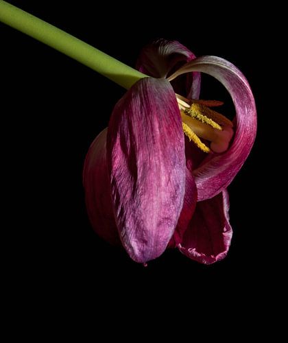 het hoofd laten hangen