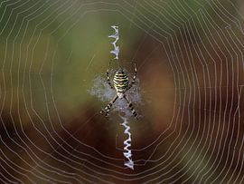 wespspin van Matthias Brix