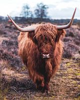 Schottischer Highlander im Moor