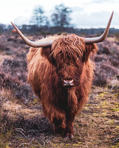 Schotse hooglander op de hei van Inge Pots