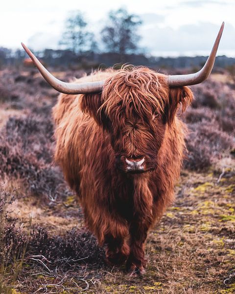 Highlander on the moor by Inge Pots