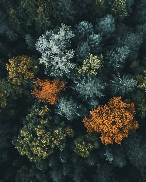 Blick von oben auf den Wald von fernlichtsicht