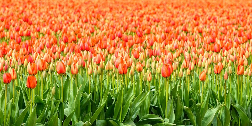 Tulips blossoming in a field during springtime by Sjoerd van der Wal Photography