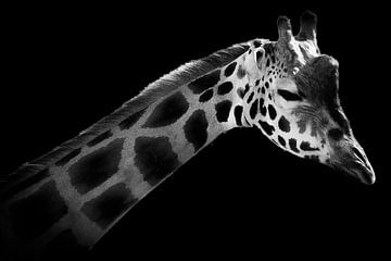Zwart-wit giraf van Nicolette Suijkerbuijk Fotografie