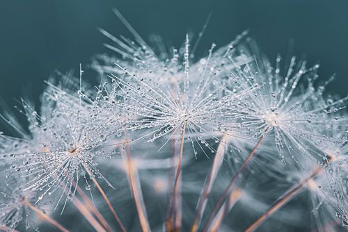 Pluisjes met waterdruppeltjes