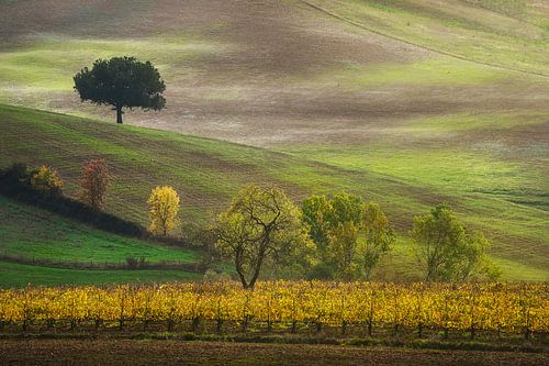 Herfst in Toscane, bomen en wijngaard. Chianti