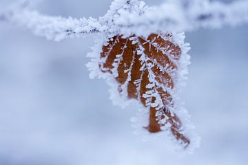 macrofoto van blaadje in de winter bedekt met sneeuw van Karijn | Fine art Natuur en Reis Fotografie