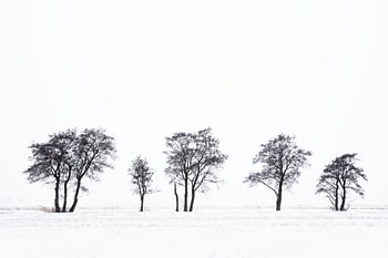 Trees in the snow | Nature in black and white | Nature photography