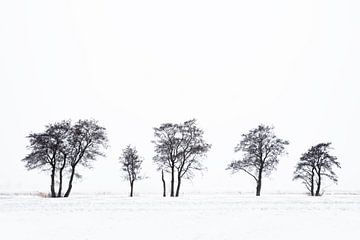 Bomen in de sneeuw | Natuur in zwartwit | Natuurfotografie van Marijn Alons