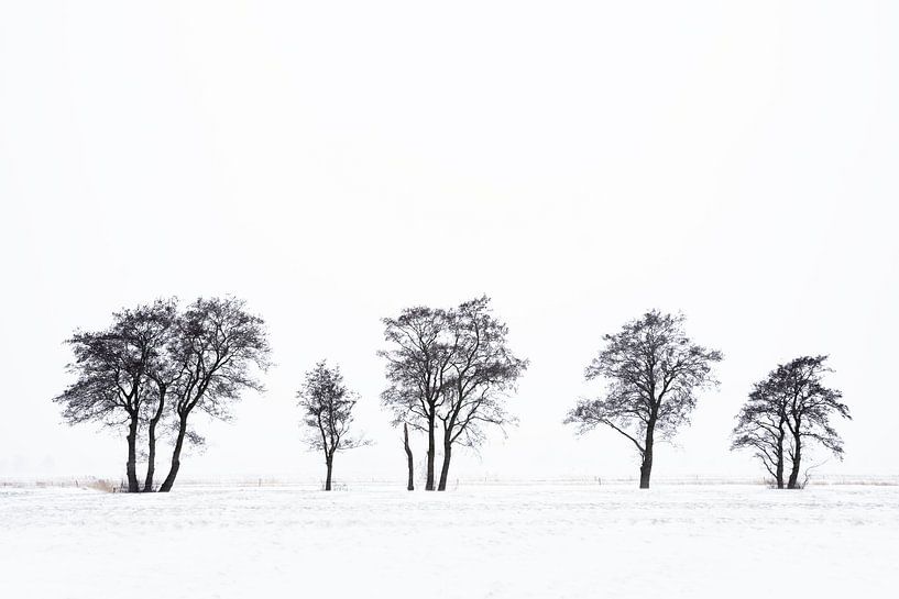 Trees in the snow | Nature in black and white | Nature photography by Marijn Alons