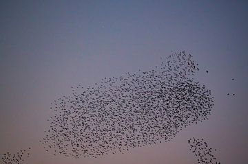 Spreeuwen wolk met vliegende vogels in de lucht tijdens zonsondergang