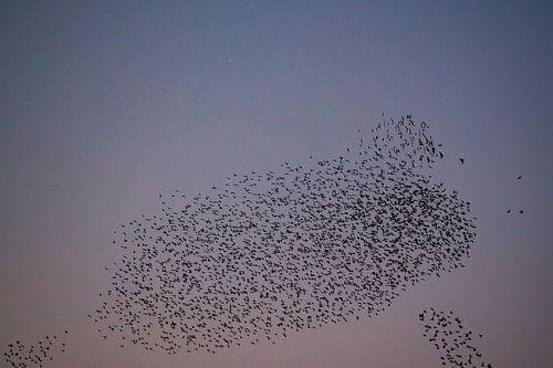 Spreeuwen wolk met vliegende vogels in de lucht tijdens zonsondergang