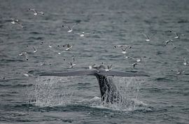Der Schwanz des Blauwals von Menno Schaefer