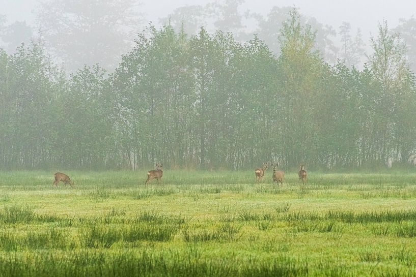 Discovery. by Jannie Looge