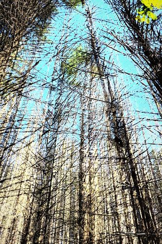 ...Forest in distress... by Cornel Krämer
