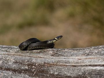 Grass snake in Drenthe by stephan berendsen