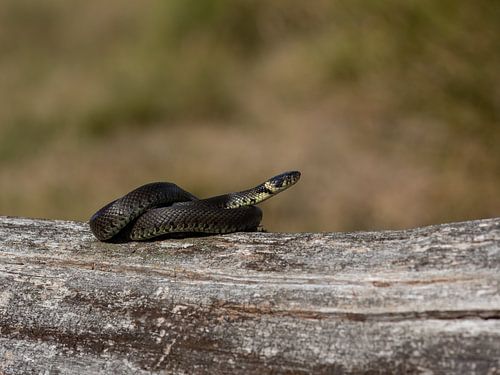 Grass snake in Drenthe