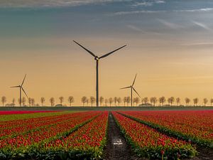 Bollenveld Goeree Overflakkee