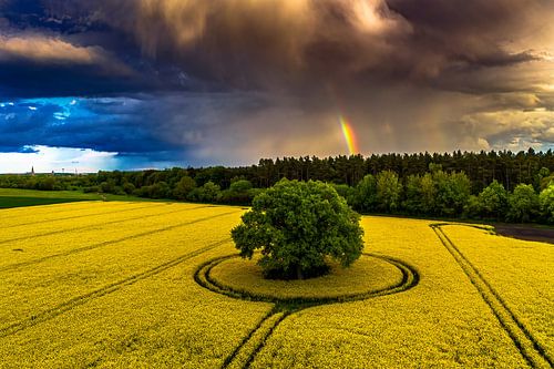 Rapeseed field with a tree in the centre and a stormy sky and rainbow photographed from the air