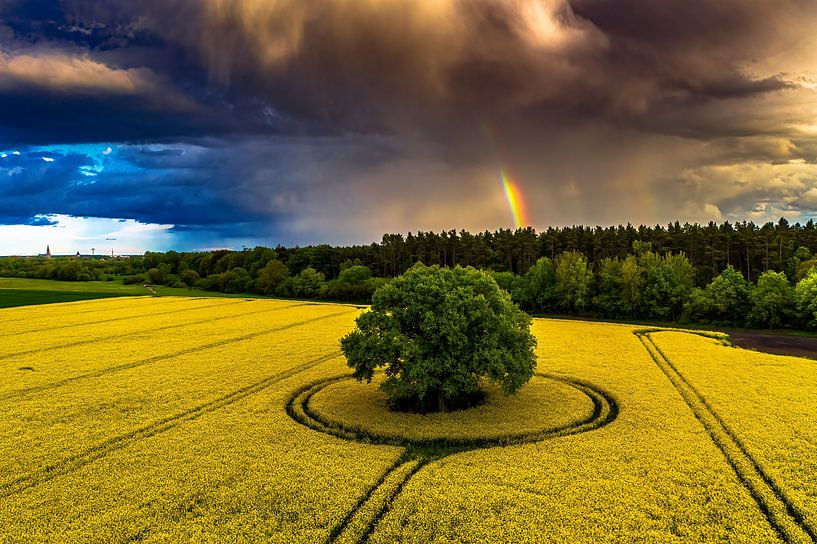 Rapsfeld mit einem Baum in der Mitte und einem Gewitterhimmel und einem Regenbogen aus der Luft fotografiert von Stefan Dinse