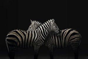 Majestätische Zebras vor schwarzem Hintergrund: Kraft und Anmut in der Wildnis