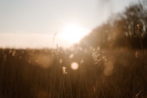 Zonsondergang met nederlands landschap