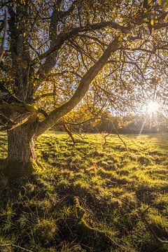 Knoestige notenboom op een open plek in het Taunusgebergte van Christian Müringer