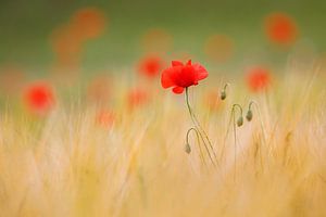 Papaver in een gerstveld van Daniela Beyer