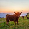 Un bovin des hautes terres sur Christa Kramer