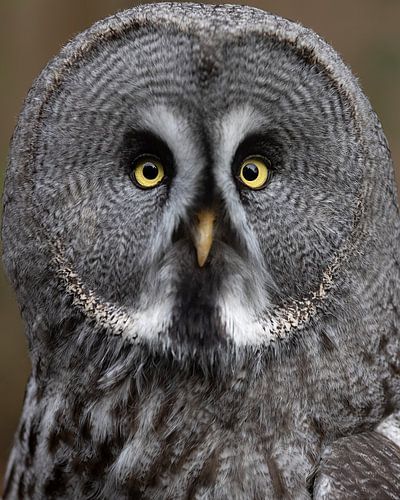 Lapland uil met kijkt je aan met doordringende ogen