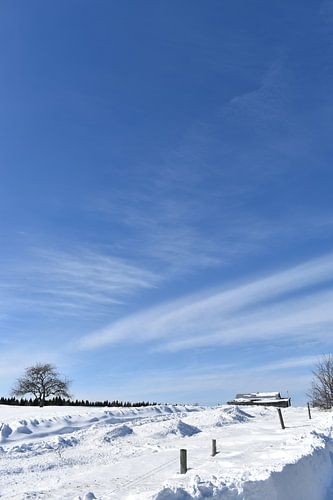Een appelboom in een veld in de winter