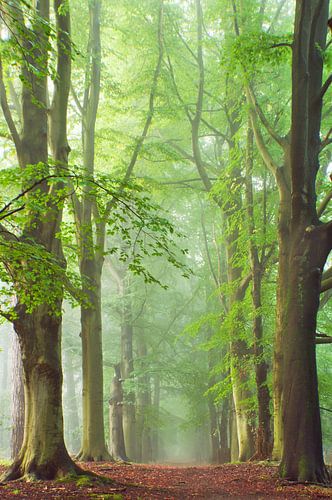 Ochtend fris van LANETfotografie