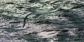 möve et vagues sur Stefan Havadi-Nagy