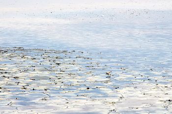 Salzebenen mit fugln