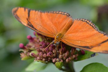 Oranje Vlinder